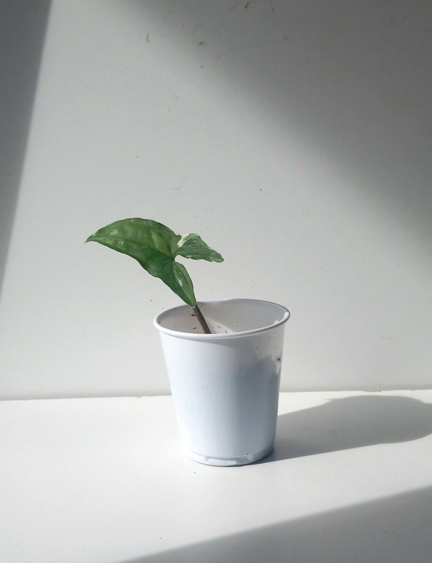 Rare White Knight Albo Variegata Arrowhead Plant/ House Plant/ Indoor Plant Flower Patio Garden 