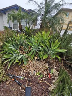 Foxtail or Lions Tail Agave