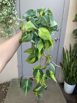 Philodendron Brasil Trailing House Plant 4” Pot