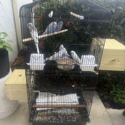 Jaulas Cages