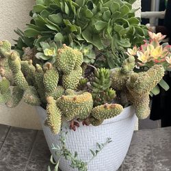 Assorted Succulent Plants 