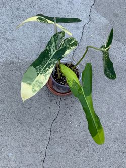 Philodendron Florida Beauty x Mayoii x Billietiae