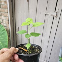 Henry Duelberg Salvis