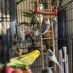Birds