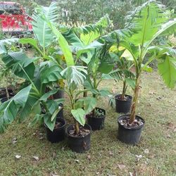 Banana Plants