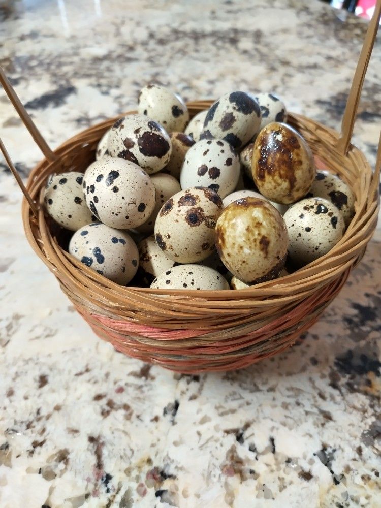 Fresh Quail Eggs