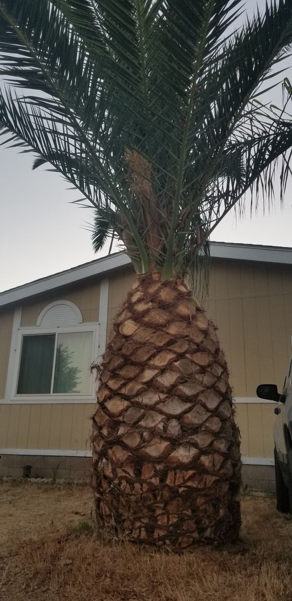 Pineapple Palms For Sale