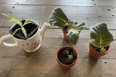 African Violet and Spider Plant Starts/ House Plants