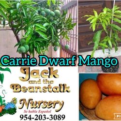 Carrie Dwarf Mango In 3gal Arboles De Mango Enano Carrie 3gal