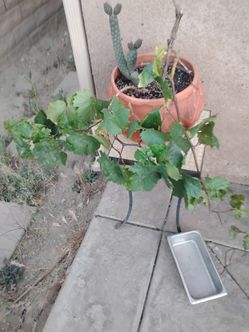 Grape tree 25