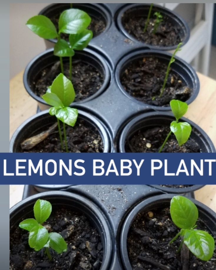 Lemon Baby Plants X4 /   4 Plants