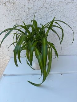 Spider Plant