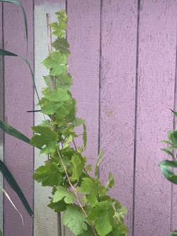 Grape