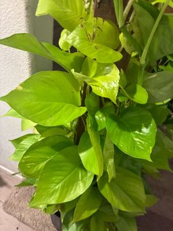 Queen Neon Pothos!Staked 3Ft Tall!