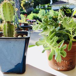 Three Pots Of Plants