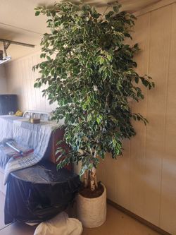 Artificial Plant