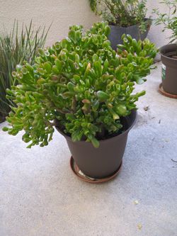 Jade Plant/Money Tree