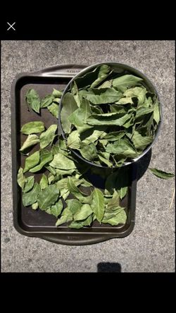 Bay leaves
