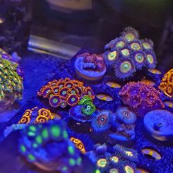 Montipora,LPS & SPS, Mushroom Softies