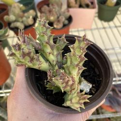 4in Pot Stapelia Huernia Red Dragon Succulent Plant 