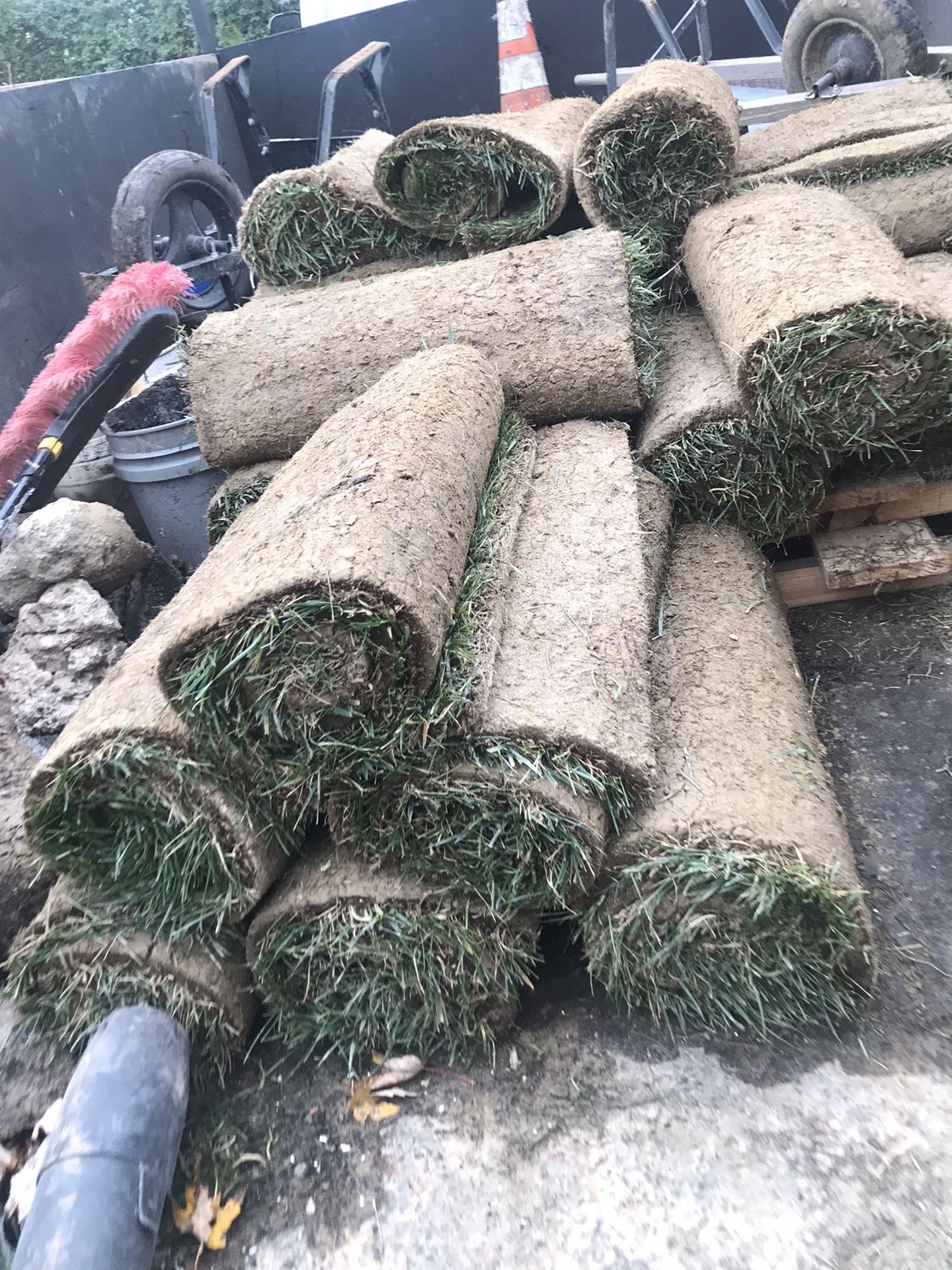 fresh sod