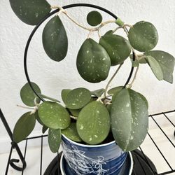 Hoya obovata