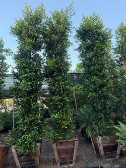 Ficus Nitida Indian Laurel hedge