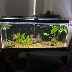 40 Gallon Fish Tank 