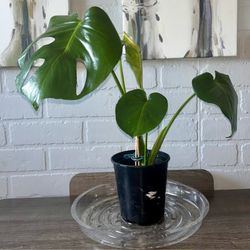 Monstera Deliciosa  Plant
