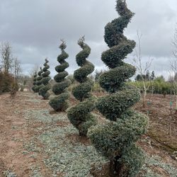 Nursery Trees (Ornamental & Privacy)