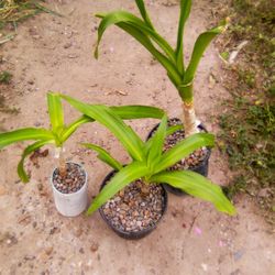 Crinum Asiaticum Plant 