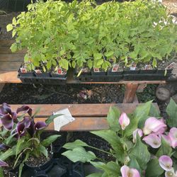 Matas De Chile 🌶️ Súper Chile Carolina Jalapeño Roma Early Girl 