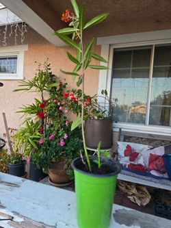 milkweed plant