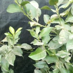 🍋Lemon Tree (Eureka)