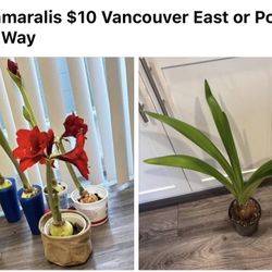 Bundle 4 Indoor Plants For $20