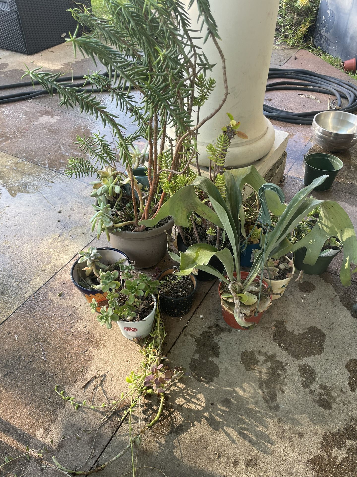 Free Plants, succulents, pots, 