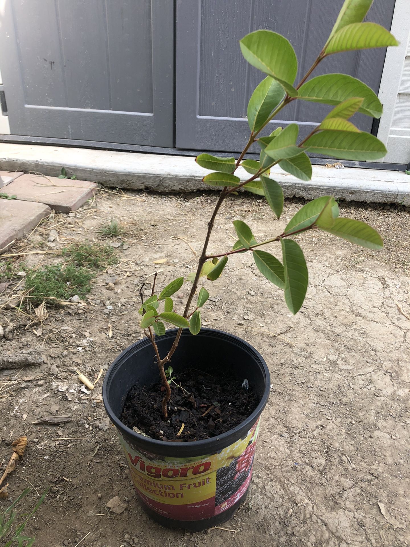 Guava tree for Sale in Los Angeles, CA OfferUp