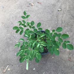 Malunggay/moringa Plants