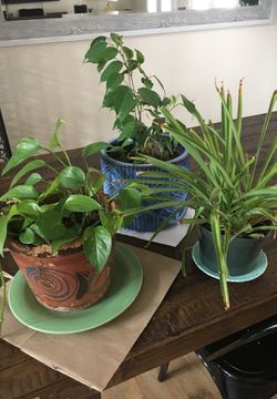 3 PLANTS WITH POTS