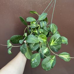 6” Hoya Obovata Variegated Splash