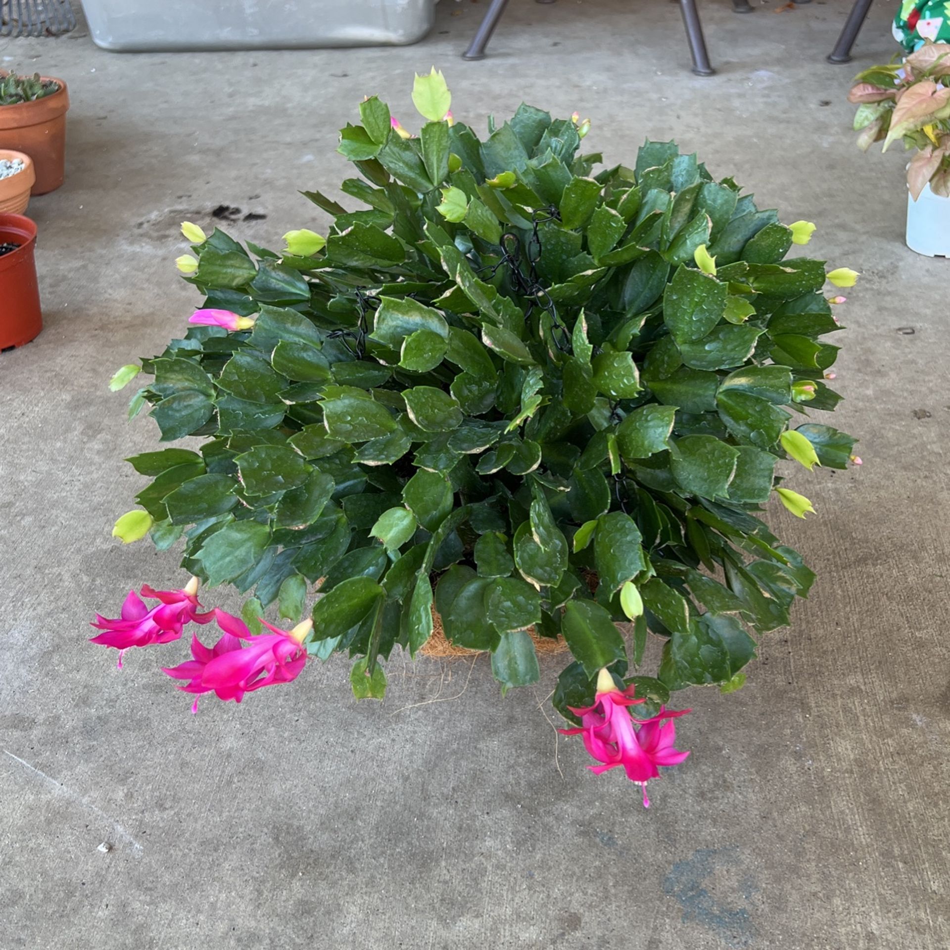 Giant Thanksgiving Cactus