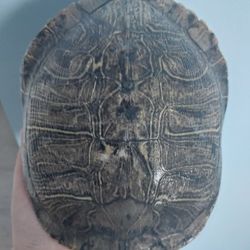 Taxidermy Turtle Shell