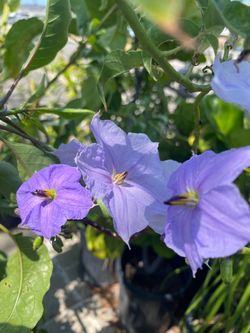SOLANUM WENDLANDII (POTATO VINE) plant