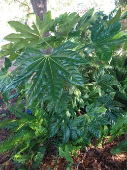XLg live Plant  (like Jurassic Park woweeee )