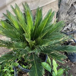 Sago Plant