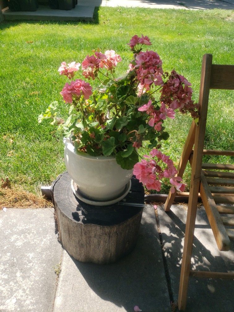 Flower Pot With Beautiful Flowers
