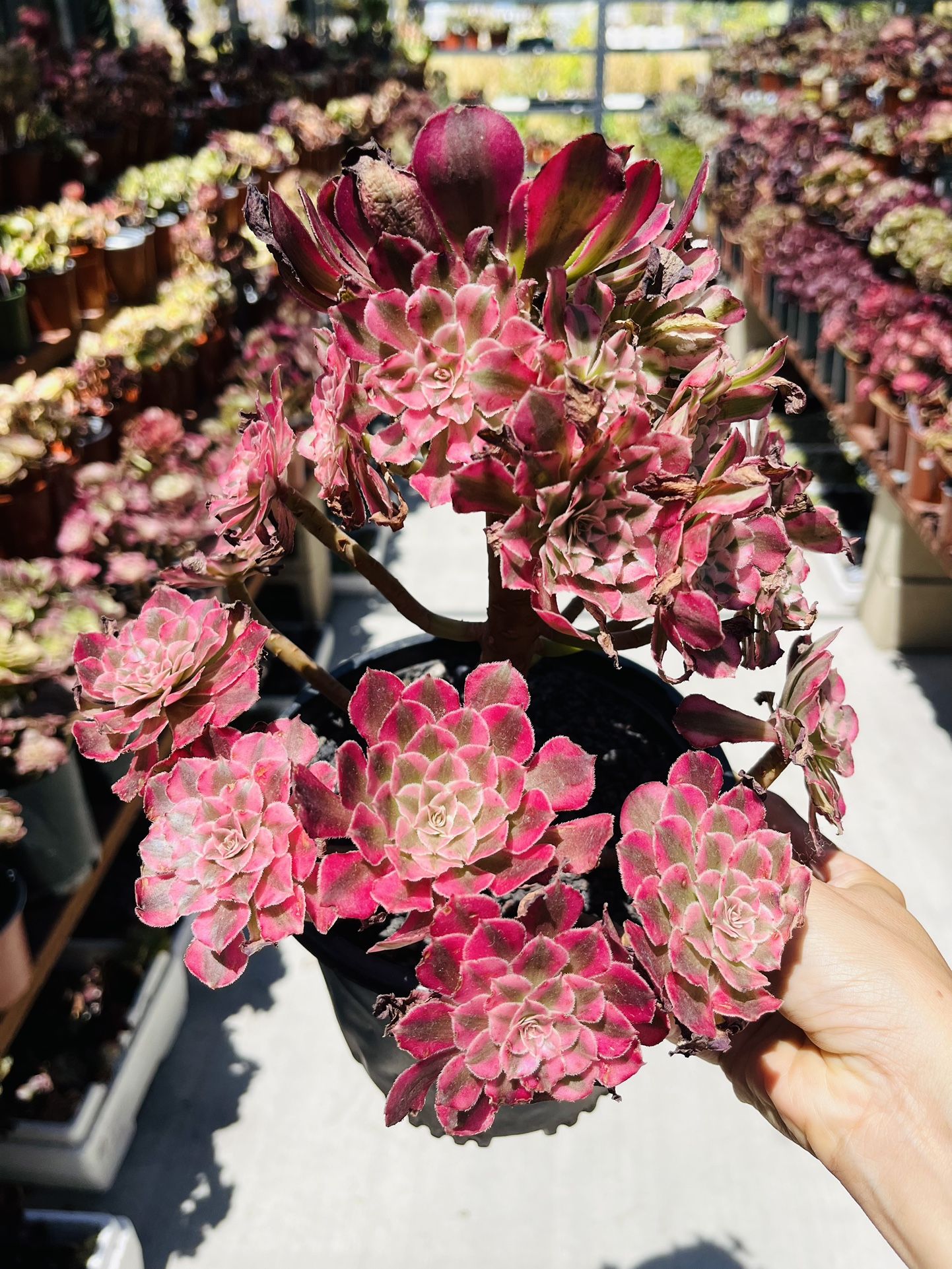 Aeonium Pink Swarkin Imported Rare Plant