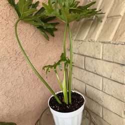 HERMOSAS PLANTAS NATURALES “PHILODENDRON  SPLIT-LEAF PLANT 