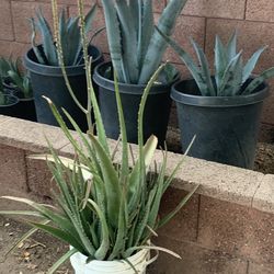 XL Extra Large Monster Aloe Vera and Agave Plants