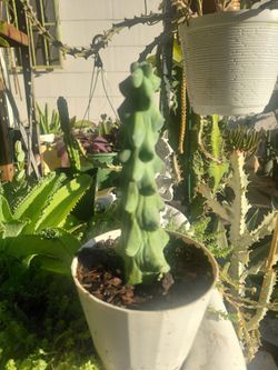 Bobby Cactus